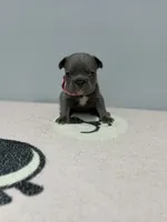 Stacy , a female French Bulldog for sale in Bakersfield, CA – 1 of 3