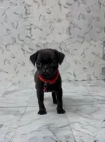 Athena, a female Pug for sale in Bakersfield, CA – 2 of 3