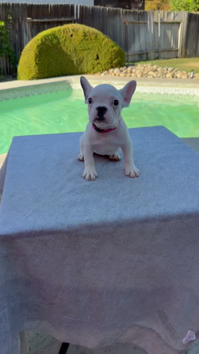 Rosie, a female French Bulldog for sale in Bakersfield, CA – 4 of 4