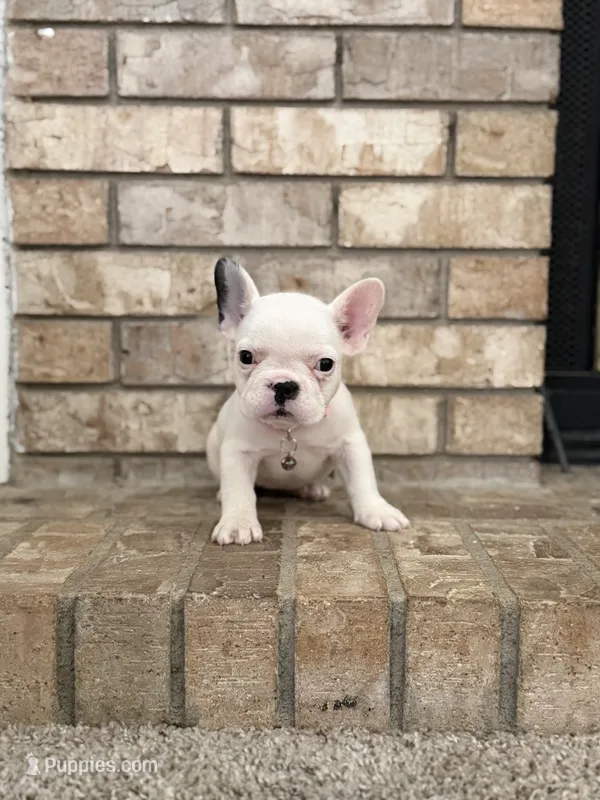 Rosie – French Bulldog puppy for sale in Bakersfield, CA