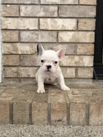 Rosie, a female French Bulldog for sale in Bakersfield, CA – 1 of 7
