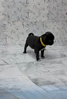Lyla, a female Pug for sale in Bakersfield, CA – 4 of 4