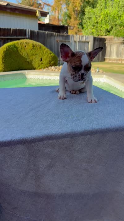 Nala, a female French Bulldog for sale in Bakersfield, CA – 4 of 4