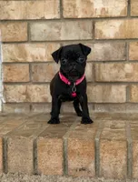 Lyla, a female Pug for sale in Bakersfield, CA – 4 of 5