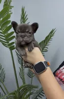 Valkyrie, a female French Bulldog for sale in Bakersfield, CA – 1 of 5