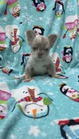 Fluffy New shade Isabella , a male French Bulldog for sale in Bakersfield, CA – 2 of 5