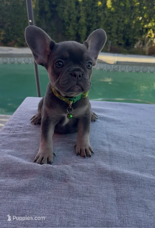 Shelby  – French Bulldog puppy for sale in Bakersfield, CA