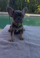 Shelby , a female French Bulldog for sale in Bakersfield, CA – 1 of 3