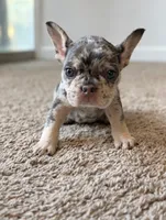 Luna, a female French Bulldog for sale in Bakersfield, CA – 2 of 4
