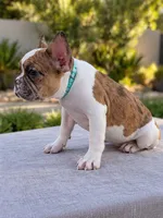 Nala, a female French Bulldog for sale in Bakersfield, CA – 2 of 4