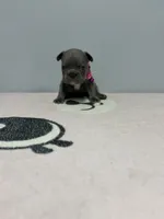 Stacy , a female French Bulldog for sale in Bakersfield, CA – 2 of 3