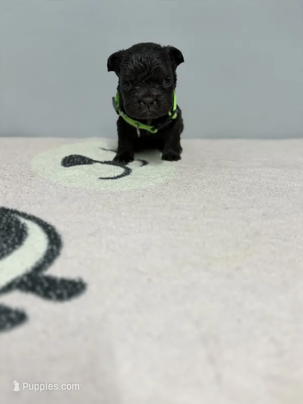 Luna – French Bulldog puppy for sale in Bakersfield, CA