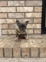 Milo, a male French Bulldog for sale in Bakersfield, CA – 5 of 6