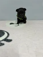 Luna, a female French Bulldog for sale in Bakersfield, CA – 3 of 3