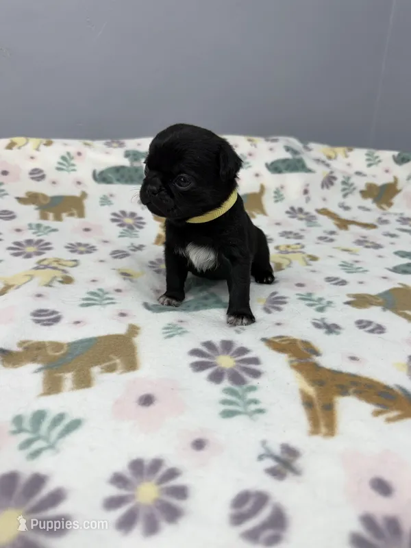 Daisy – Pug puppy for sale in Bakersfield, CA