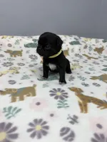 Daisy, a male Pug for sale in Bakersfield, CA – Photo 1 of 3