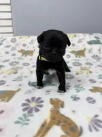 Daisy, a male Pug for sale in Bakersfield, CA – Photo 3 of 3