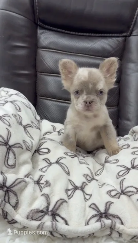 Fluffy New shade Isabella  – French Bulldog puppy for sale in Bakersfield, CA