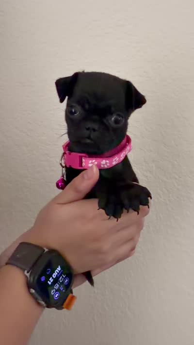 Lyla, a female Pug for sale in Bakersfield, CA – 3 of 3
