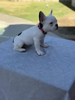 Rosie, a female French Bulldog for sale in Bakersfield, CA – 3 of 5