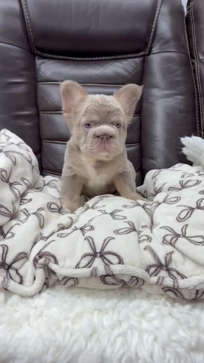 Fluffy Big Rope new shade Isabella , a male French Bulldog for sale in Bakersfield, CA – 6 of 6