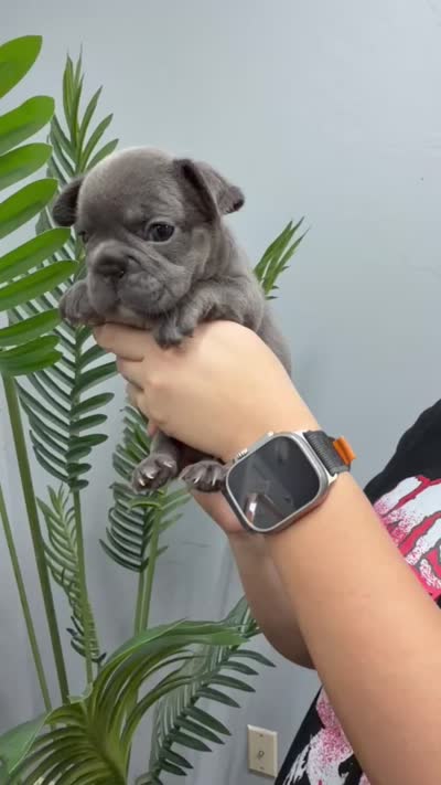 Stacy, a female French Bulldog for sale in Bakersfield, CA – 5 of 5