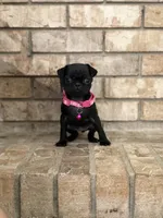 Lyla, a female Pug for sale in Bakersfield, CA – 1 of 3