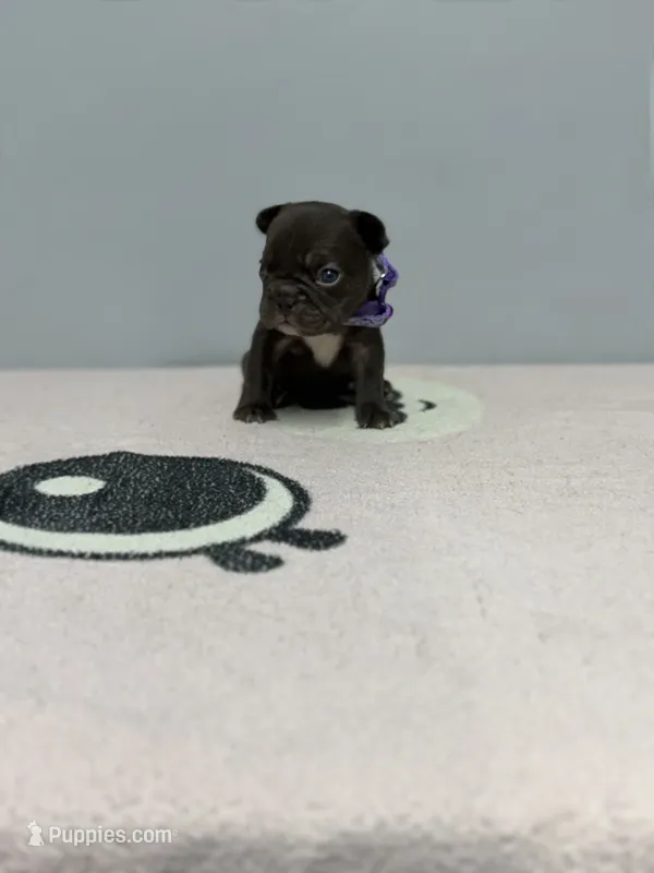 Valkyrie – French Bulldog puppy for sale in Bakersfield, CA