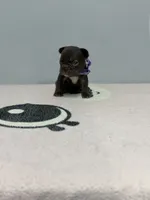Valkyrie, a female French Bulldog for sale in Bakersfield, CA – 1 of 3