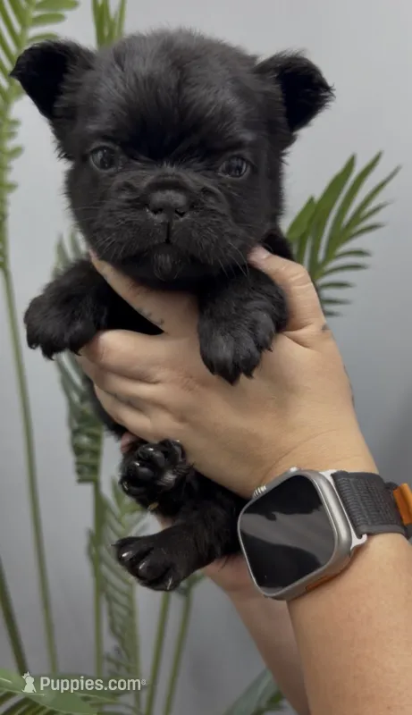 Bear – French Bulldog puppy for sale in Bakersfield, CA