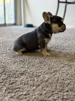 Mocha , a female French Bulldog for sale in Bakersfield, CA – 2 of 4