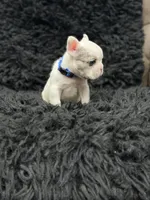 Ace, a male French Bulldog for sale in Bakersfield, CA – 2 of 3