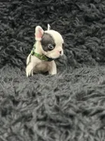 Lucky, a male French Bulldog for sale in Bakersfield, CA – 3 of 3
