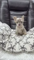 Fluffy New shade Isabella , a male French Bulldog for sale in Bakersfield, CA – 3 of 5