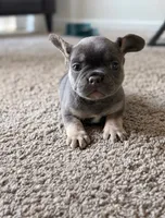 Shelby , a female French Bulldog for sale in Bakersfield, CA – 2 of 5