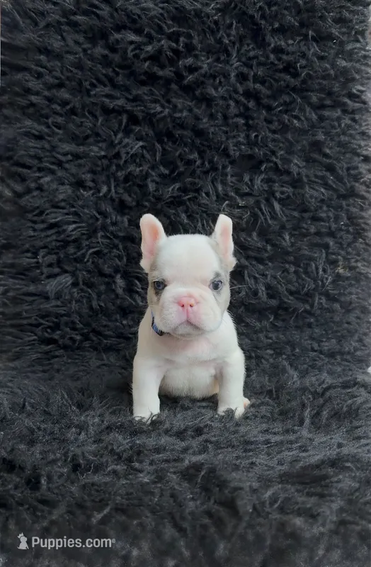 Ace – French Bulldog puppy for sale in Bakersfield, CA