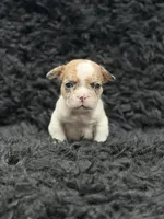 Tinker bell , a female French Bulldog for sale in Bakersfield, CA – 3 of 3