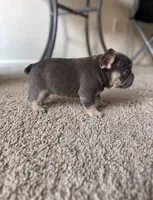 Shelby , a female French Bulldog for sale in Bakersfield, CA – 3 of 5