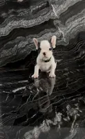 Lucky, a male French Bulldog for sale in Bakersfield, CA – 3 of 6