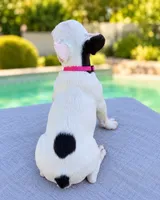 Rosie, a female French Bulldog for sale in Bakersfield, CA – 2 of 4