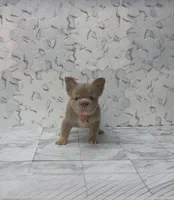 Bentley , a male French Bulldog for sale in Bakersfield, CA – 6 of 6