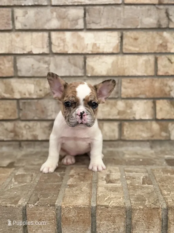 Nala – French Bulldog puppy for sale in Bakersfield, CA