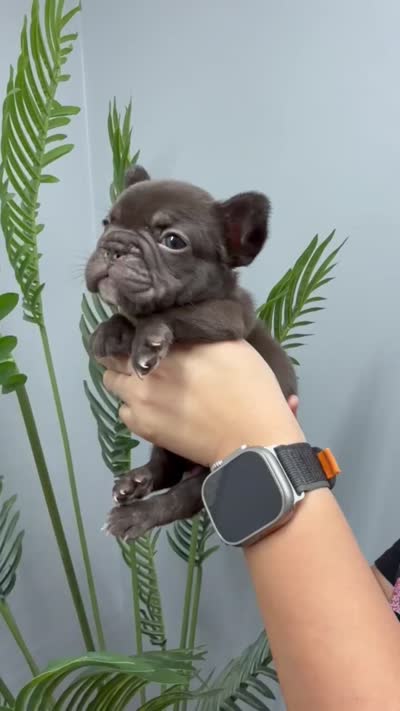 Valkyrie, a female French Bulldog for sale in Bakersfield, CA – 5 of 5