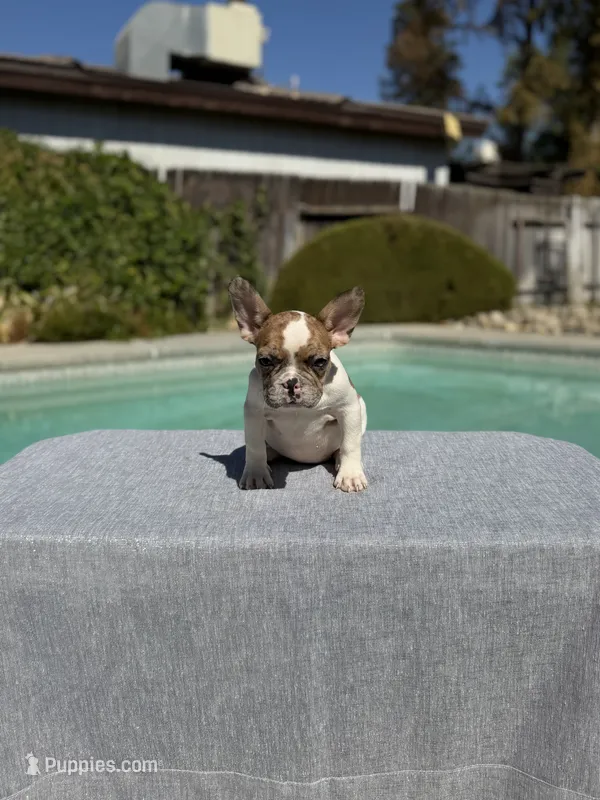 Nala – French Bulldog puppy for sale in Bakersfield, CA