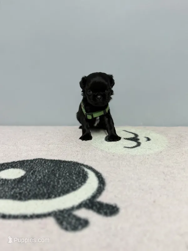 Jack  – Pug puppy for sale in Bakersfield, CA