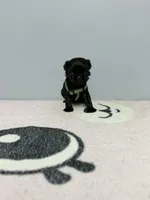 Jack , a male Pug for sale in Bakersfield, CA – 1 of 1