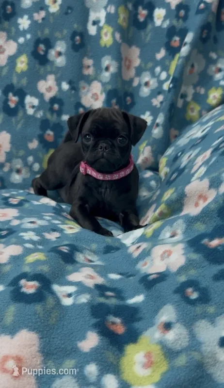 Stacy  – Pug puppy for sale in Bakersfield, CA
