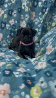 Stacy , a female Pug for sale in Bakersfield, CA – 1 of 3