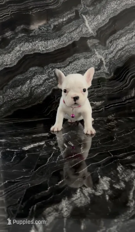 Rosie  – French Bulldog puppy for sale in Bakersfield, CA