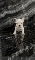 Rosie , a female French Bulldog for sale in Bakersfield, CA – 1 of 3